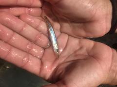 Sphyraena borealis