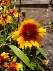 Coreopsis basalis