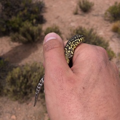 Liolaemus ornatus