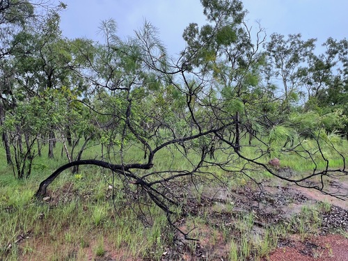 Darwin Silky Oak