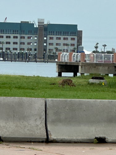 Coyote