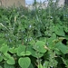 Salvia tiliifolia - Photo (c) queenny, osa oikeuksista pidätetään (CC BY-NC), lähettänyt queenny