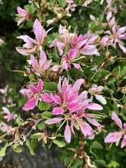 Bauhinia lunarioides