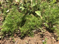 Ammoselinum popei