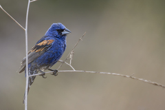 Blue Grosbeak photo 3