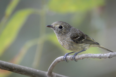 Hutton's Vireo photo 3