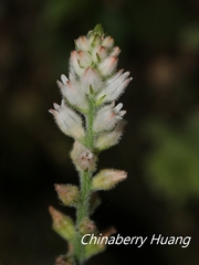 Aletris spicata