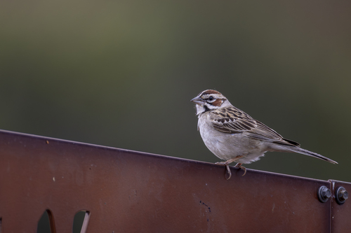 Lark Sparrow, photo 3 of 9
