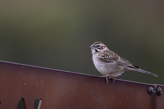 Lark Sparrow photo 5