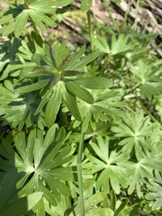 Eranthis