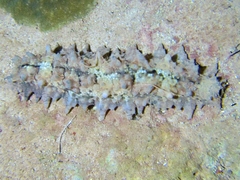 Stichopus