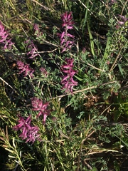 Fumaria officinalis officinalis