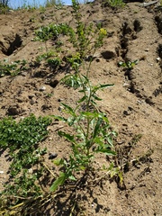 Sisymbrium orientale