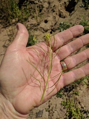 Sisymbrium orientale
