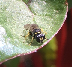 Ectemnius lapidarius