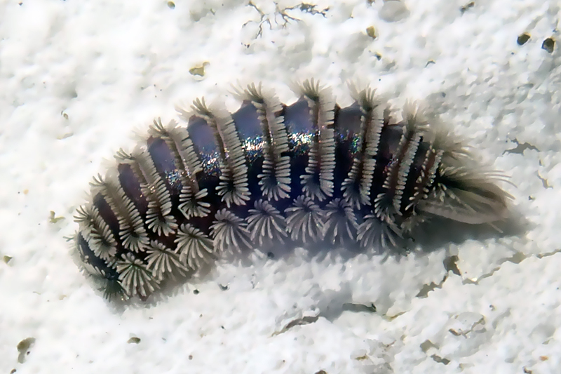 Bristly Millipede, photo 1 of 10