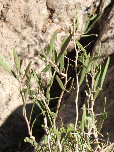 Gymnosporia linearis image