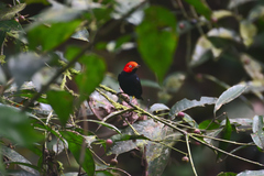 Ceratopipra mentalis