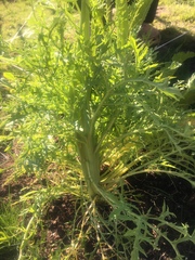 Senecio bipinnatisectus