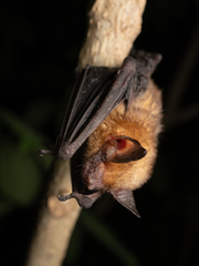 Yucatan Yellow Bat photo 3