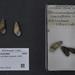 Elimia carinifera - Photo Lamarck, 1822, δεν υπάρχουν γνωστοί περιορισμοί πνευματικών δικαιωμάτων (Κοινό Κτήμα)