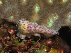 Pseudoceros laingensis
