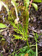 Botrychium lanceolatum