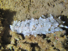 Stichopus