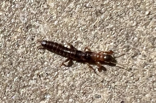 Bicolored webspinner photo 5
