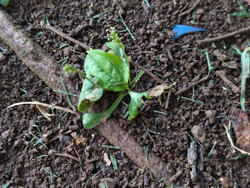 Plantago asiatica observed 2026-06-16