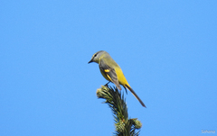 Pericrocotus ethologus