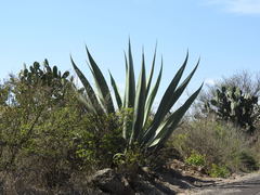 Agave mapisaga
