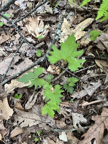 Viola subsinuata, photograph 1