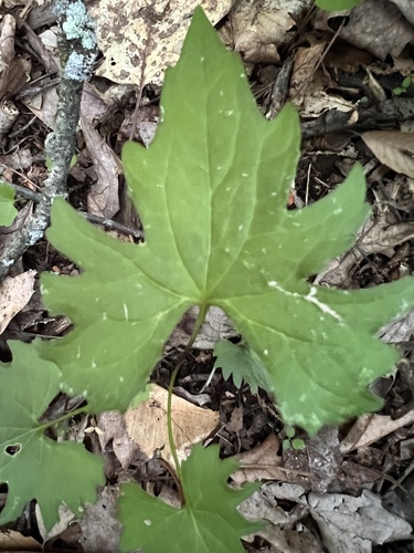 Viola subsinuata, photograph 2