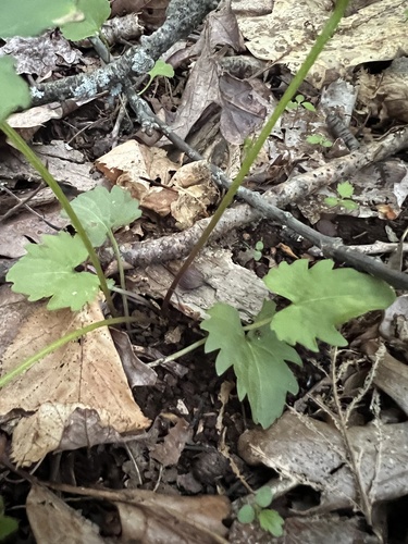 Viola subsinuata, photograph 3