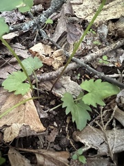 author not stated, no rights reserved Viola subsinuata, photograph author not stated, no rights reserved