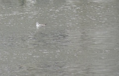 Chroicocephalus ridibundus