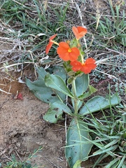 Crossandra greenstockii