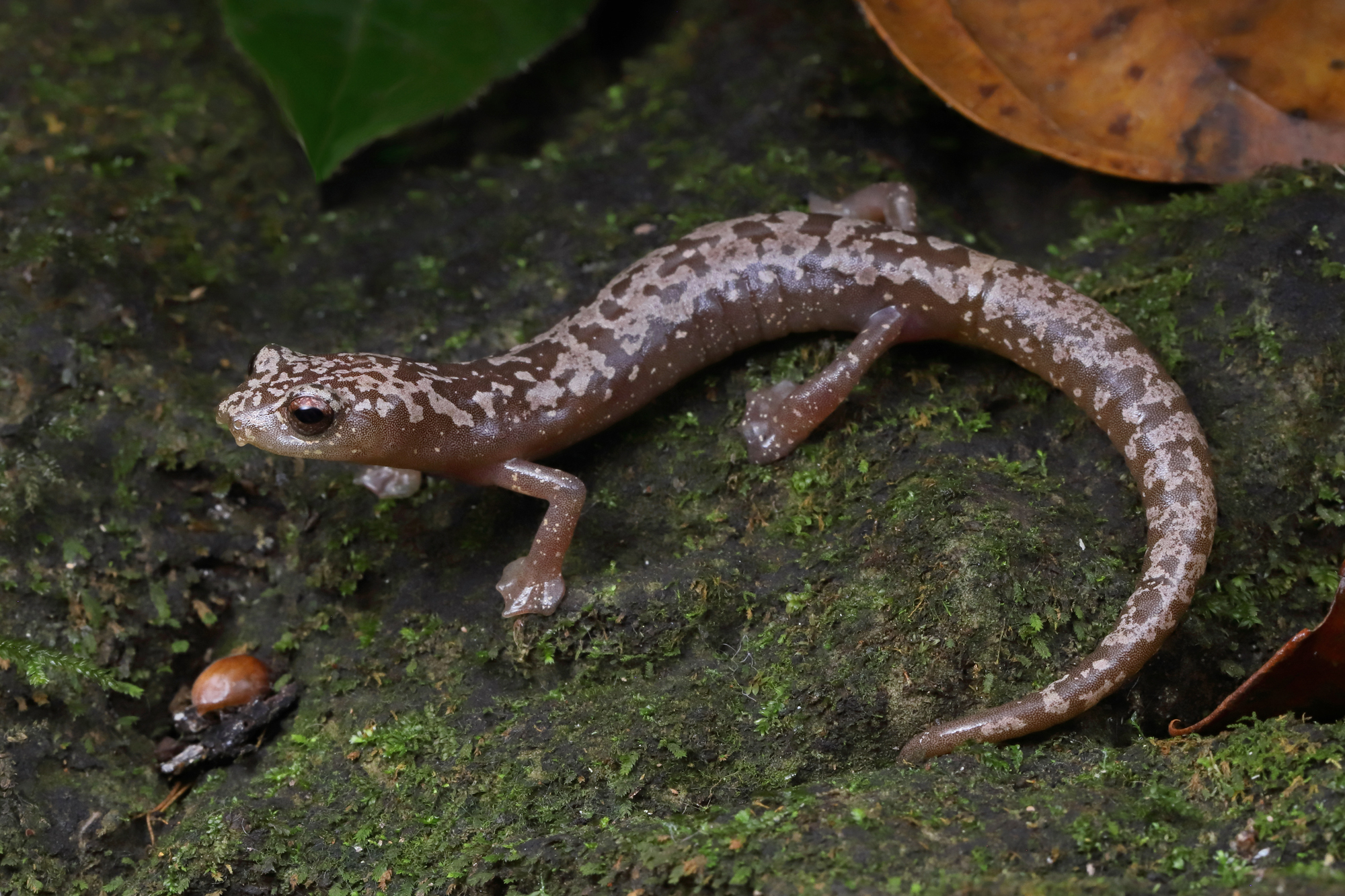 Veracruz Mushroomtongue Salamander