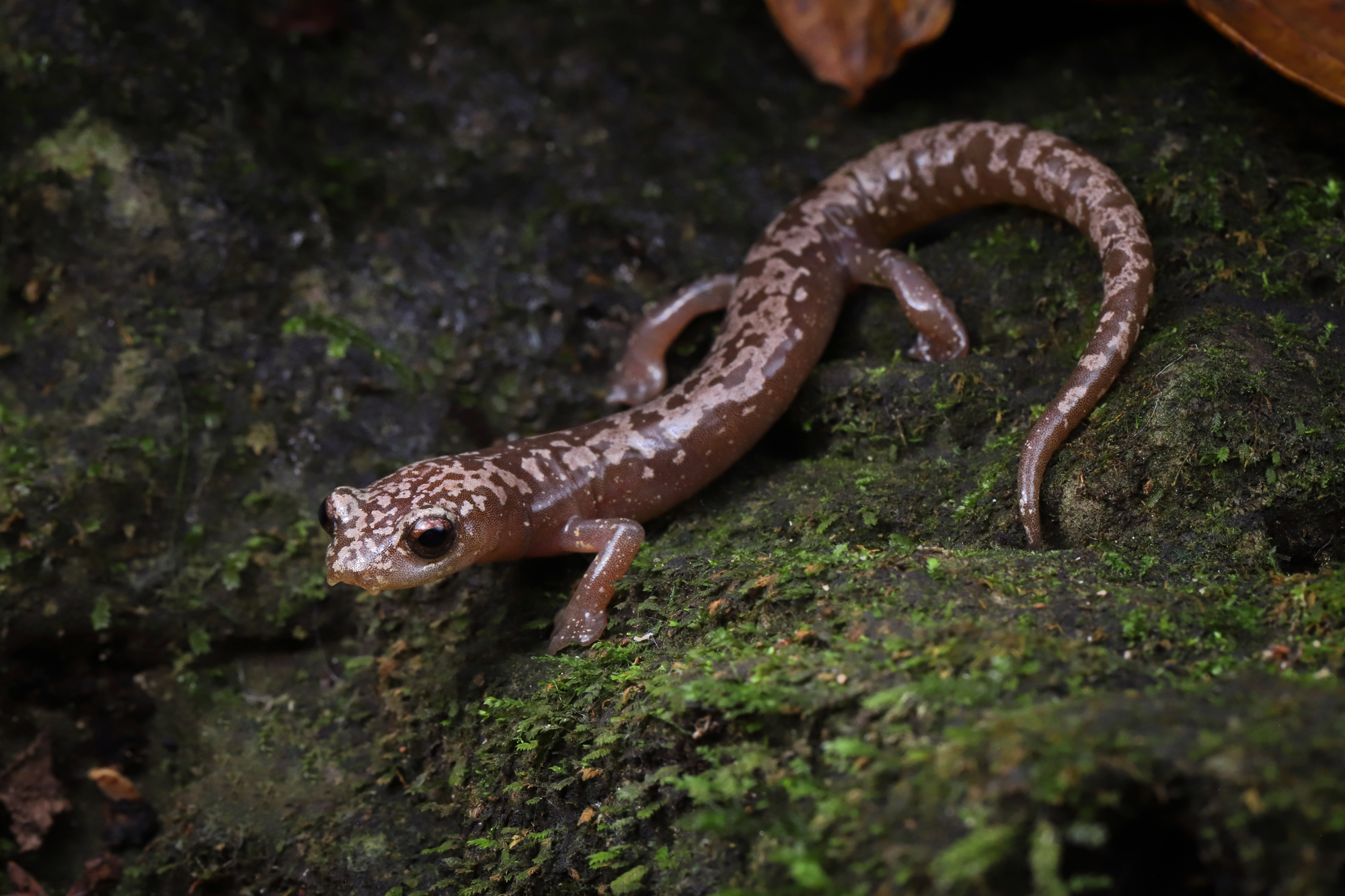 Veracruz Mushroomtongue Salamander photo 2