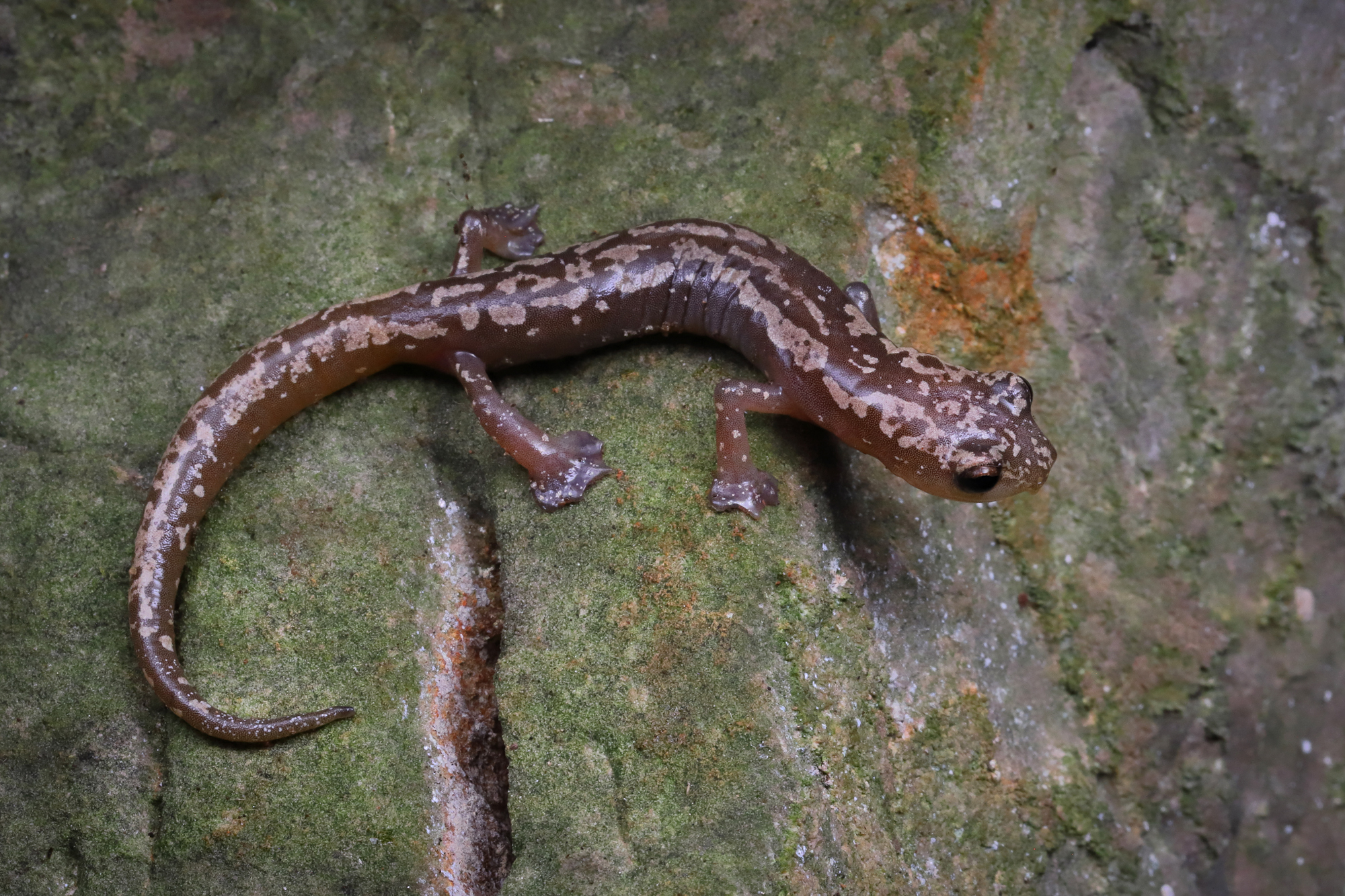 Veracruz Mushroomtongue Salamander photo 3
