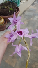 Dendrobium anosmum