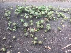 Podophyllum peltatum