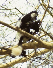 Colobus guereza matschiei
