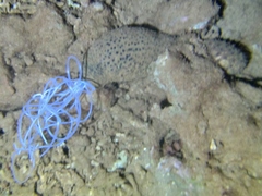 Holothuria turriscelsa