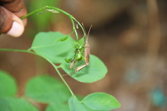 Aschistocoris brevicornis