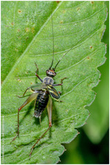Phylloscyrtus amoenus