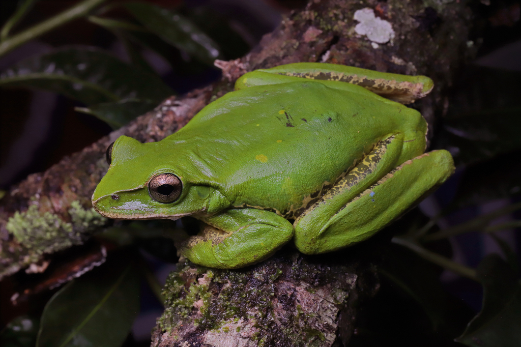 Yellowbelly Voiceless Tree Frog