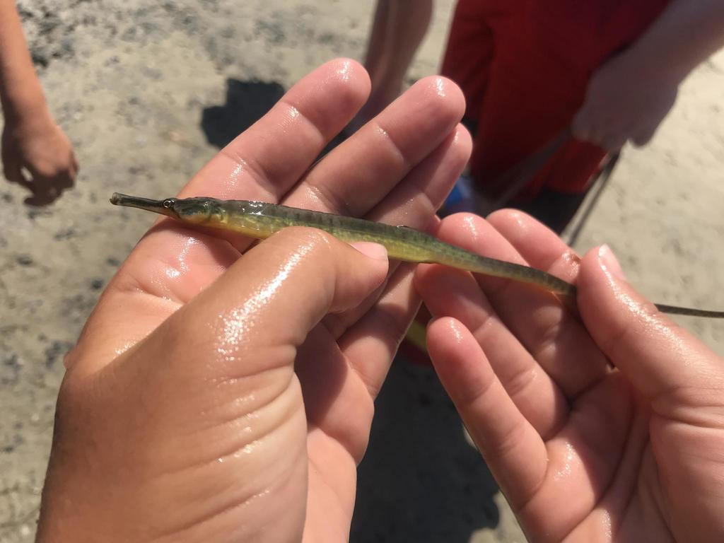 Dusky pipefish (Syngnathus floridae) — Syngnathidae