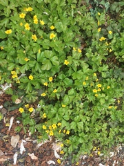 Waldsteinia fragarioides